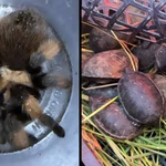Profepa asegura 95 ejemplares de fauna silvestre transportados ilegalmente en Chihuahua